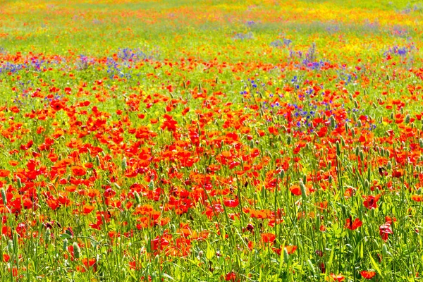 Poppy bloemen op het Toscaanse platteland in Italië — Stockfoto