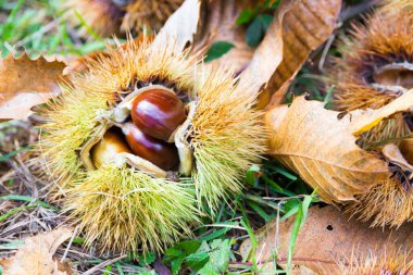 Tuscany 'de Akdeniz' deki çalılıklarda kestane var.