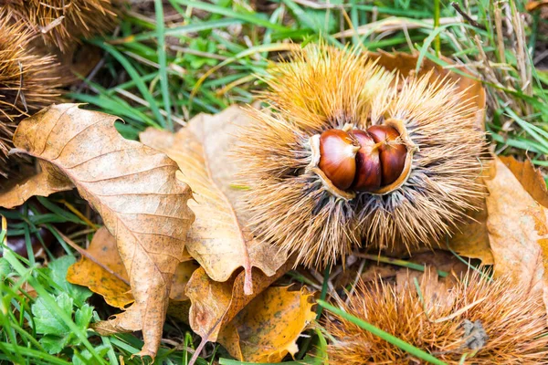 Castagne nella bava nella macchia mediterranea in Toscana, It — Foto Stock