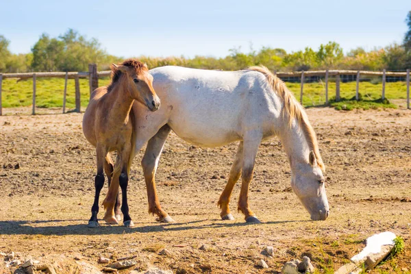 法国坎普里，两匹马在一个美丽的阳光灿烂的日子里 — 图库照片