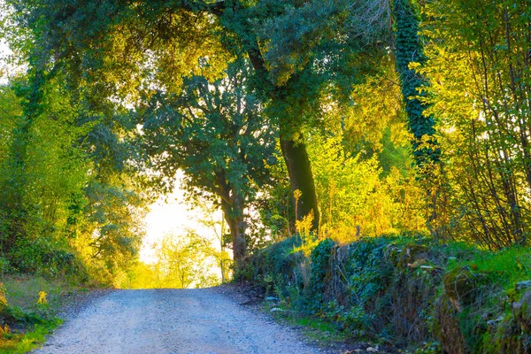 Camino en el bosque en otoño en Toscana, Italia — Foto de Stock