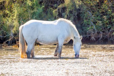 Camargue, Fransa 'da güneşli güzel bir yaz gününde iki beyaz at.
