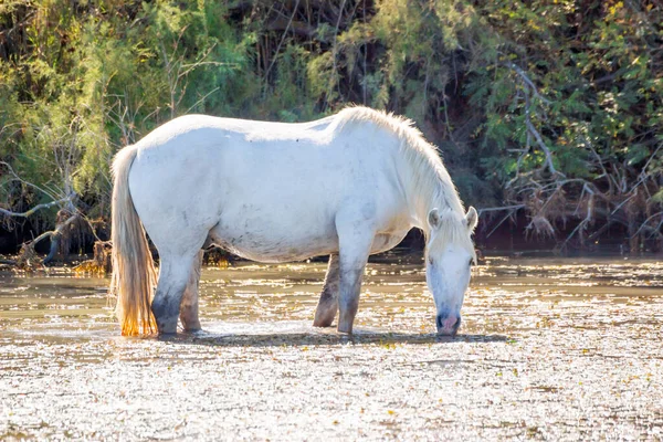 法国坎伯雷 两匹白马在一个阳光明媚的夏天 — 图库照片