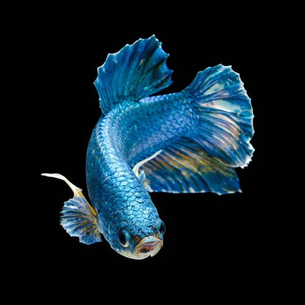 Блакитний Короткий Хвіст Сіамських Боротьбу Риби Руху Ізольовані Чорному Фоні — стокове фото