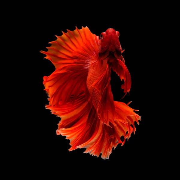 Dragão Vermelho Siamês Combate Movimento Peixes Isolado Fundo Preto — Fotografia de Stock