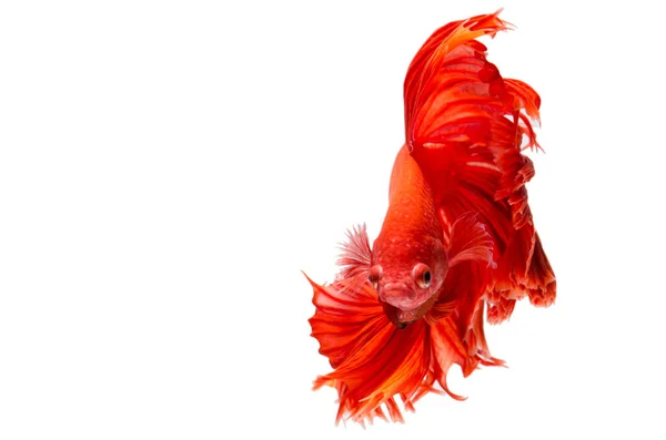 Червоний Дракон Сіамські Файтинг Риби Руху Ізольовані Білому Тлі — стокове фото