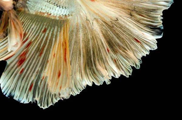 Gold Fighting Fish Tail Texture Isolated Black Background — Stock Photo, Image
