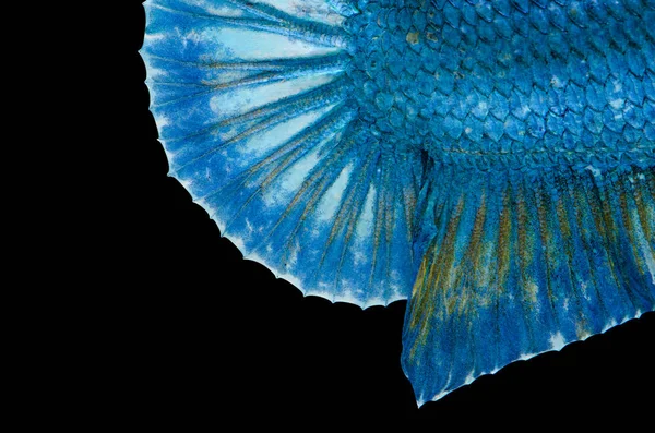 青黒の背景に分離された魚短い尾テクスチャの戦い — ストック写真