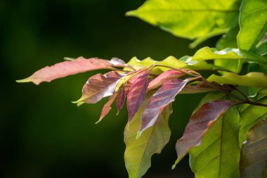 Arkaplan için yeşil yapraklar