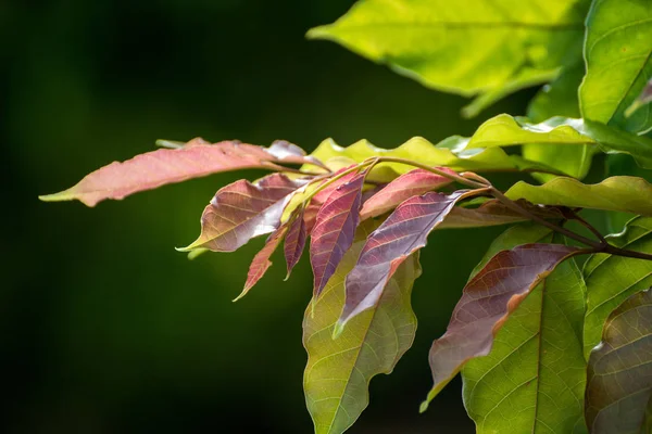 Arkaplan için yeşil yapraklar