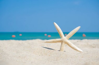 Deniz yıldızı Plajı kum üzerinde