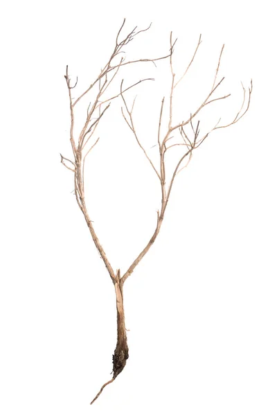 Esqueleto seco de la planta muerta aislado en el suelo de bacckground blanco —  Fotos de Stock