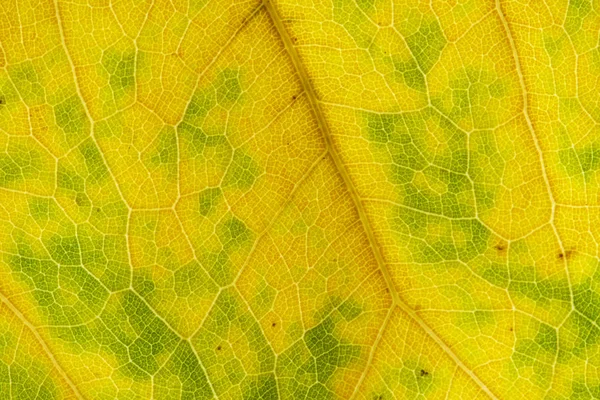 Abstraktní textura suchých hnědých listů pro pozadí — Stock fotografie