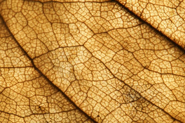 Tekstur abstrak dari daun coklat kering untuk latar belakang — Stok Foto