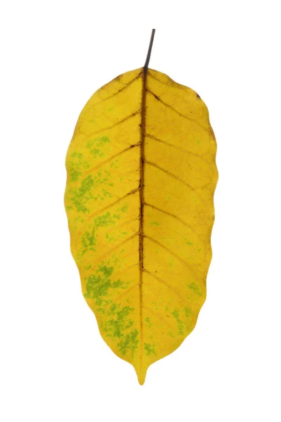 Сухе коричневе листя ізольоване на білому тлі — стокове фото