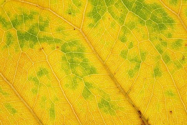 Textura abstrata de folhas castanhas secas para fundo — Fotografia de Stock