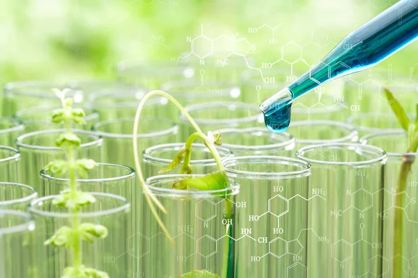 Pipette dropping blue sample chemical  over young sample plant g — Stock Photo, Image