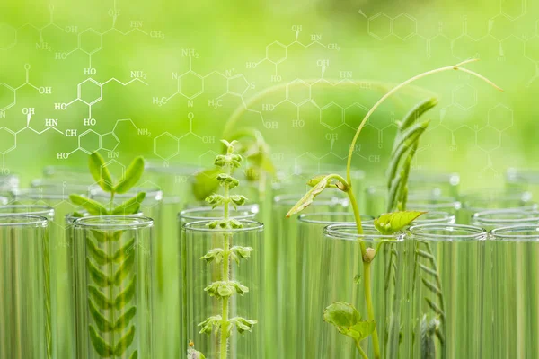 Ung prov växt som växer i provrör, bio teknik forskning — Stockfoto