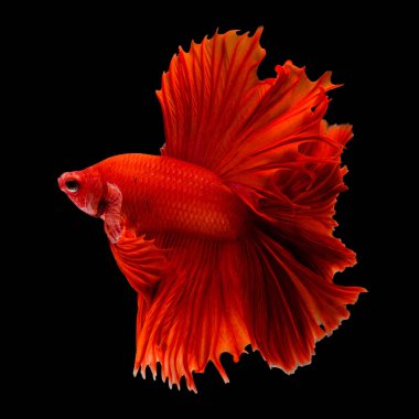 kırmızı ejderha Siyam mücadele balık hareketi siyah sırt izole