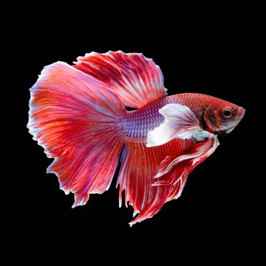 kırmızı ejderha Siyam mücadele balık hareketi siyah sırt izole