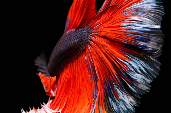 red fighting fish tail texture isolated on black background