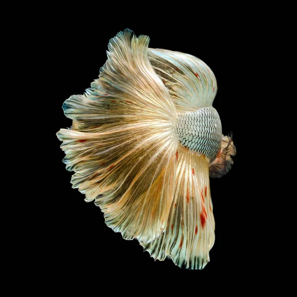 Золота рибка файтинг сіамські руху ізольовані на чорному фоні — стокове фото