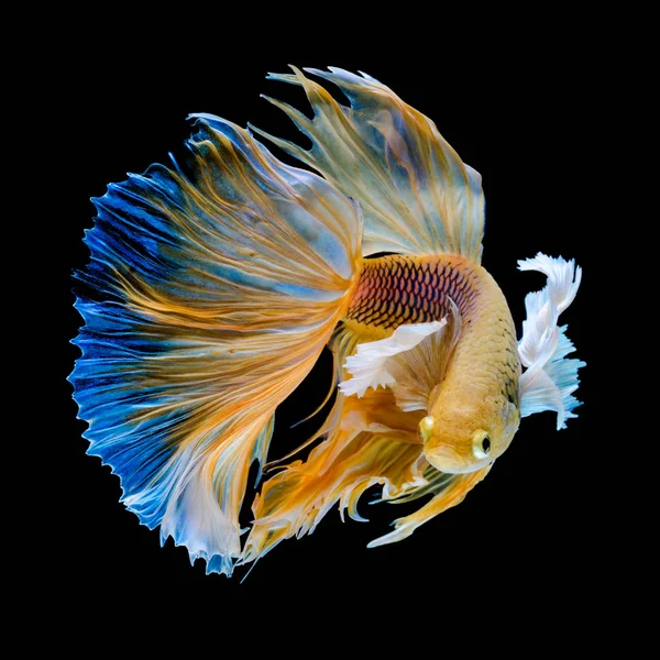 siyah arka plan üzerine izole altın Siyam mücadele balık hareketi