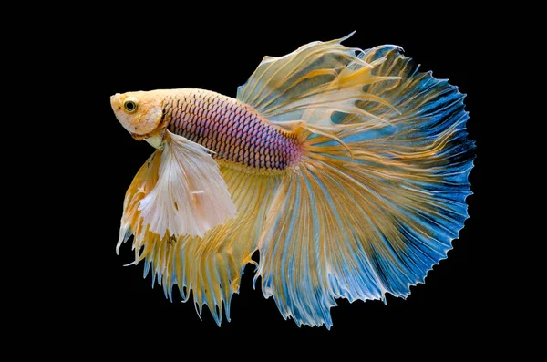 gold Siamese fighting fish movement isolated on black background