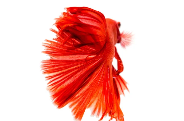 赤いドラゴンシャム戦いの魚の動きは、白い背中に隔離 — ストック写真