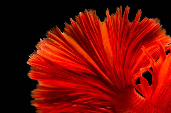 Red fighting fish tail texture isolated on black background — Stok Foto