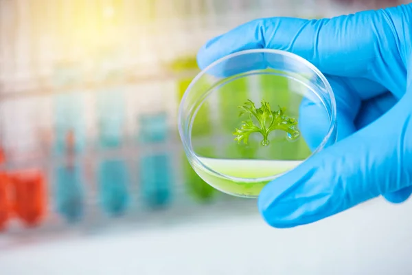 Forskare Hand Hålla Petriskål Med Växt Blad Provrör Lab Bakgrund — Stockfoto