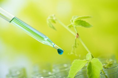 Test tüpü üzerindeki pipette numune kimyasalı bitkisel platin, biyoteknoloji araştırma konseptine döküyor..