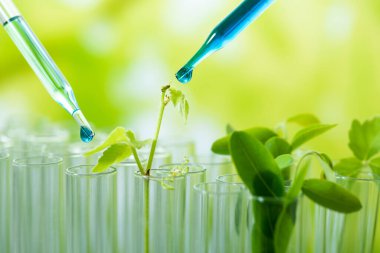 Test tüpü üzerindeki pipette numune kimyasalı bitkisel platin, biyoteknoloji araştırma konseptine döküyor..