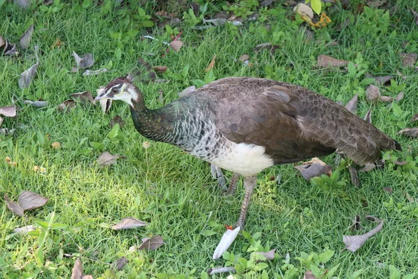 熱帯の自然鳥 — ストック写真