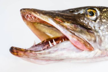 Pike balık, ham, açık ağız