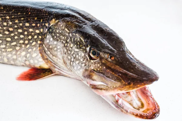 Щуковая Рыба Сырая Открытый Рот — стоковое фото