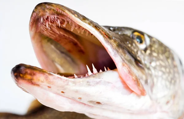 Pike fish, raw, open mouth