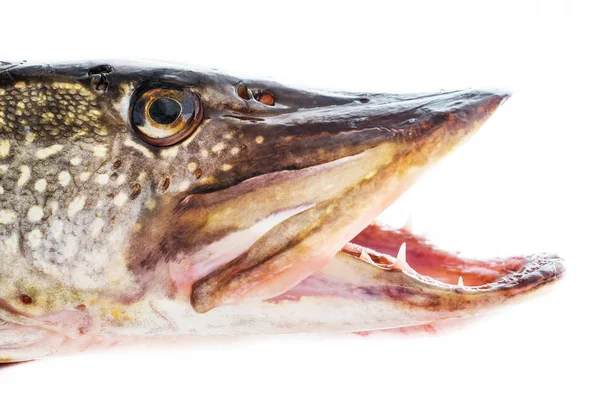 Pike fish, raw, open mouth