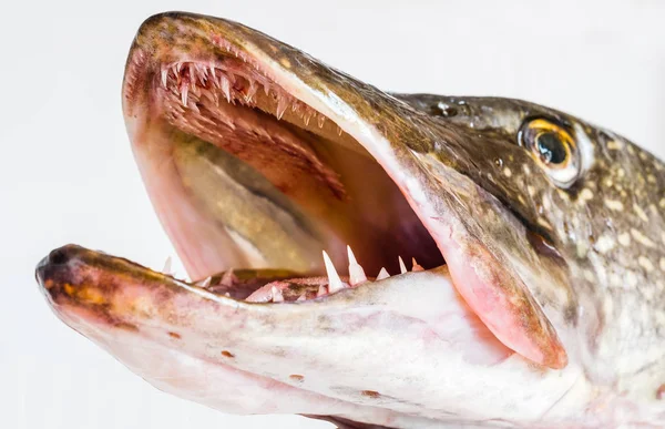 Pescado Lucio Crudo Boca Abierta — Foto de Stock