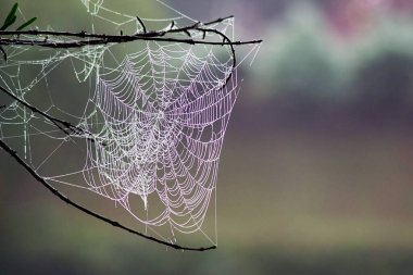Dal üzerine çiy damlayan örümcek ağı