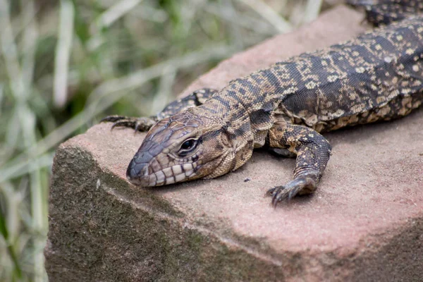 Lagarto Espécie Teiu Sobre Uma Pedra Com Folhas Fundo — Fotografia de Stock