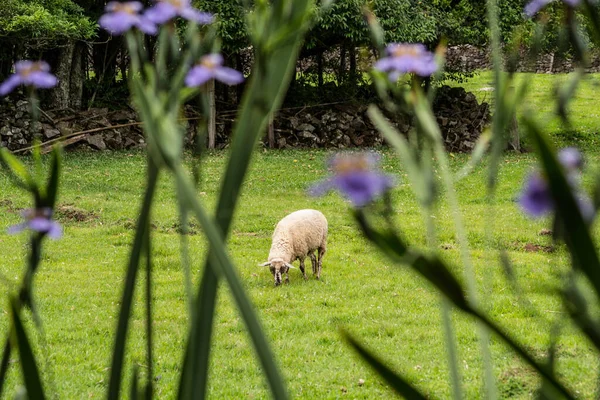 Sheep Loose Field Old Stone Fence Grazing Blurred Flowers Foreground — Stock Photo, Image