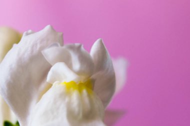 Pembe arka planda beyaz bir çiçeğin Macro fotoğrafı.