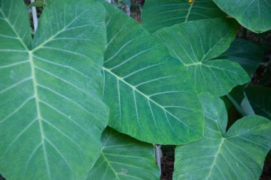 Çeşitli boyutlarda taioba yapraklarının arkaplanı 