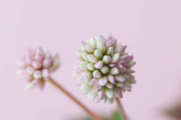 Pembe arka planı olan yabani bir çiçek