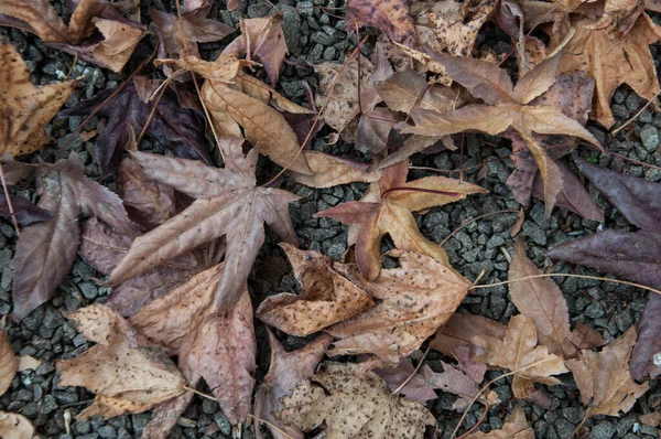Trockene Herbstblätter Auf Dem Boden — Stockfoto