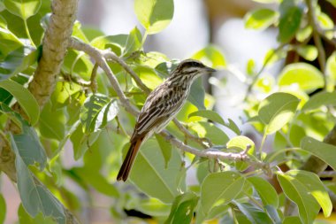 Finch dala kondu. 