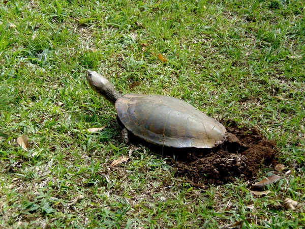Skildpadde Gør Hul Til Lægge Græs - Stock-foto