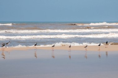 Arka planda mavi gökyüzü olan deniz kenarındaki martılar.