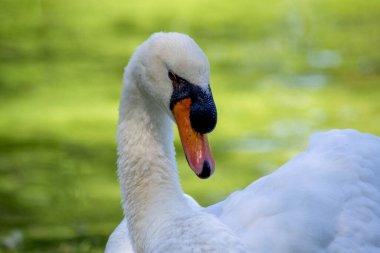 Gölde bulanık yeşil arka planı olan beyaz kuğu.